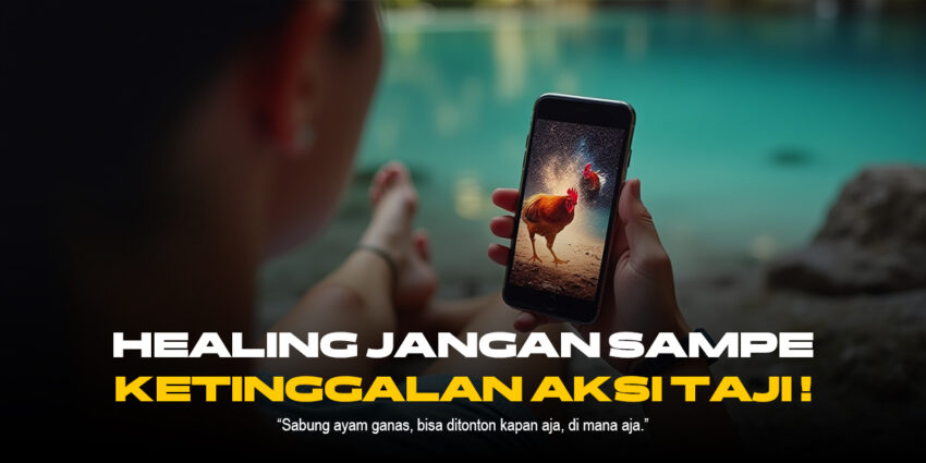 Mengenal Jenis Ayam Aduan dan Odds di SV388 Sabung Ayam Online